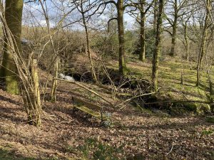 Woodland at Llanbrynmair- 1