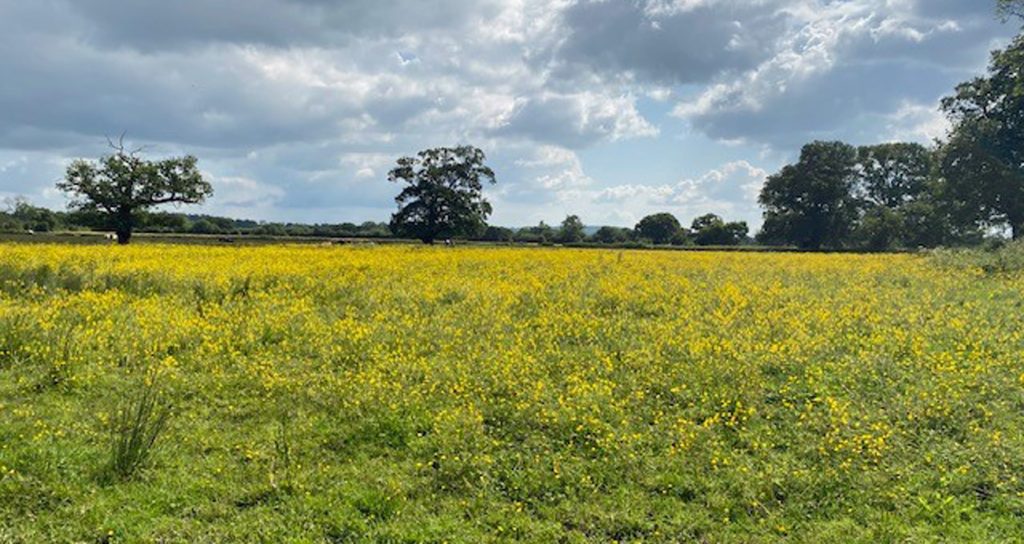 LOT 2 Ridley Wood land