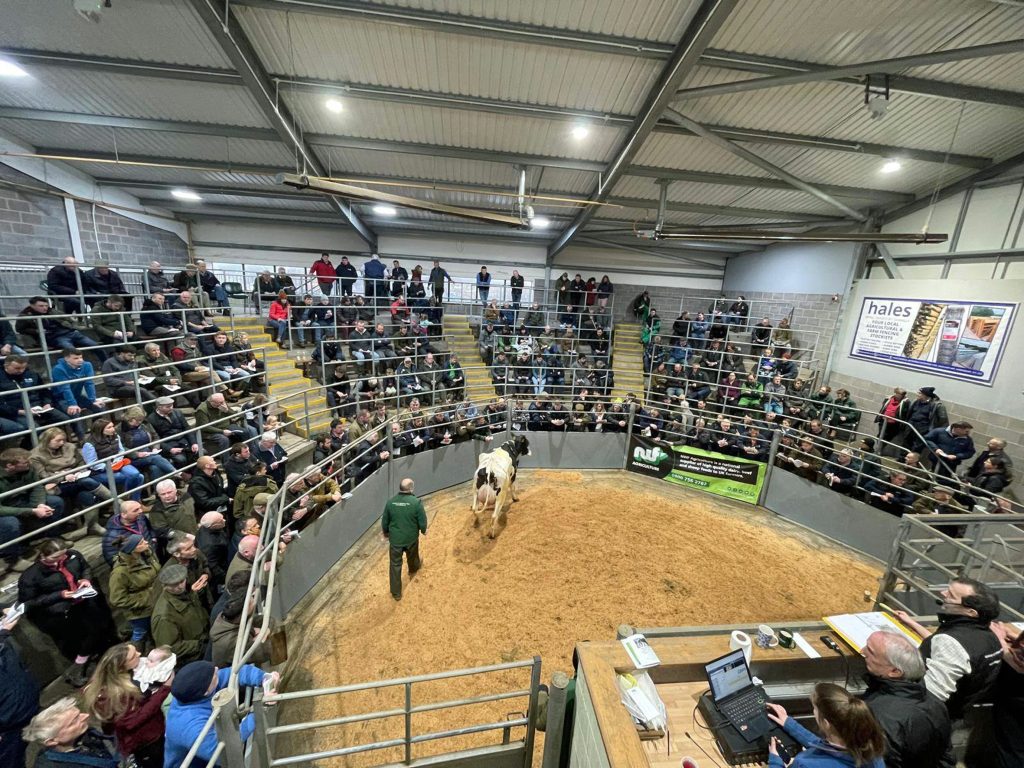 Frankton Hall herd salering