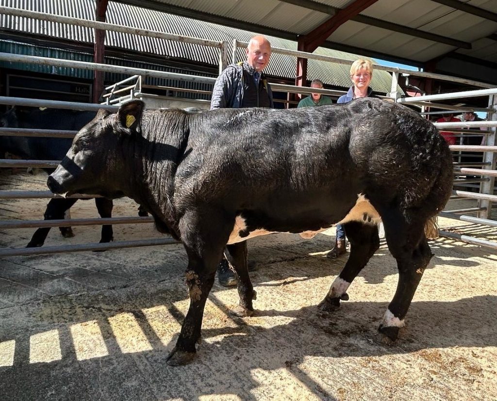 Bish Cas store cattle champion May 1