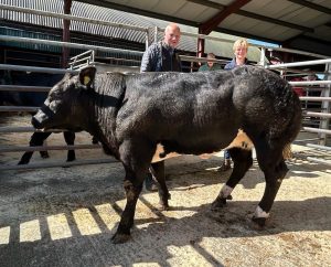 Bish Cas store cattle champion May 1