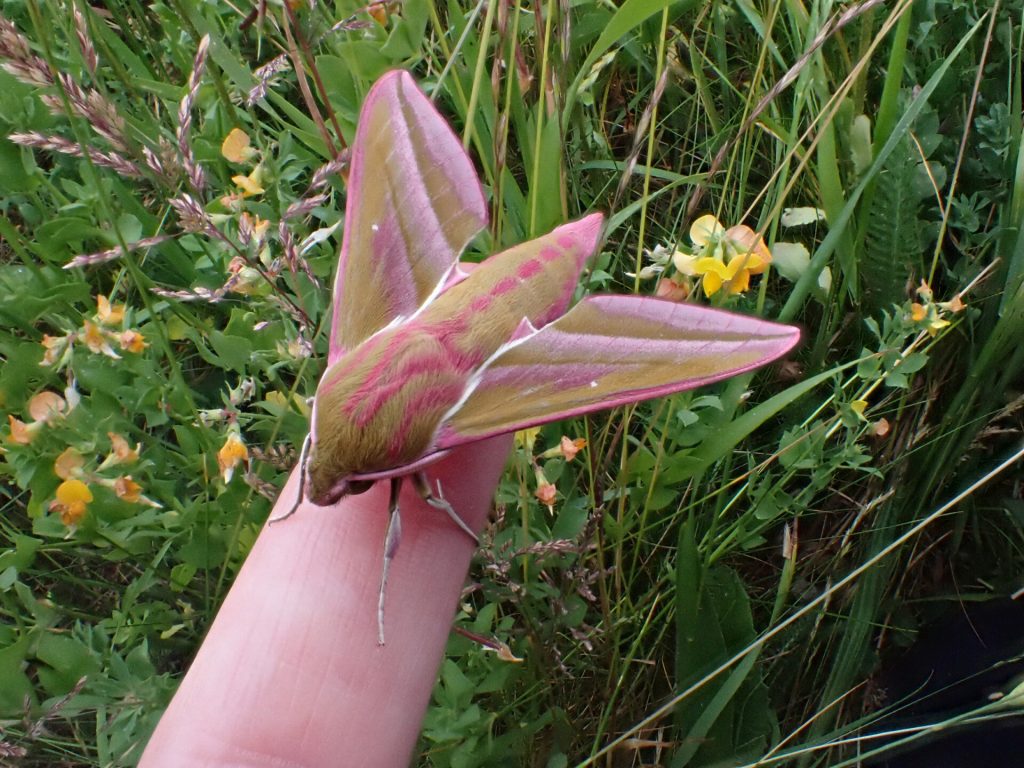 Hergest Croft - Elephant hawkmoth_Kington_Actinic_160623_10