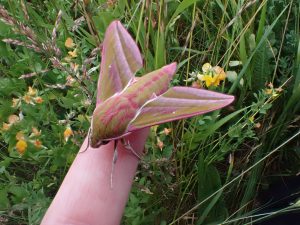Hergest Croft - Elephant hawkmoth_Kington_Actinic_160623_10