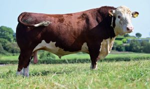 Solpoll Herd bull