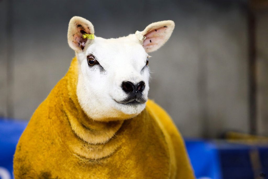 Claybury top price ewe lamb