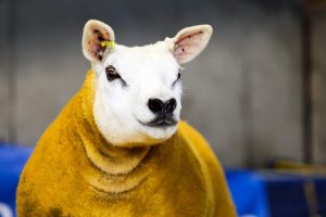 Claybury top price ewe lamb