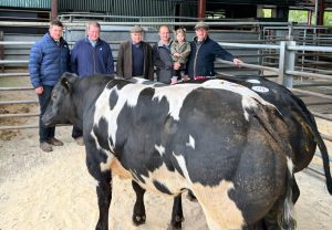 Bish Cast Qual Cattle champion May 7