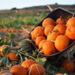 Porth Farm’s Pumpkin Patch returns with family adventures and Halloween fun