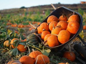 Pumpkin-Patch-Main-Image
